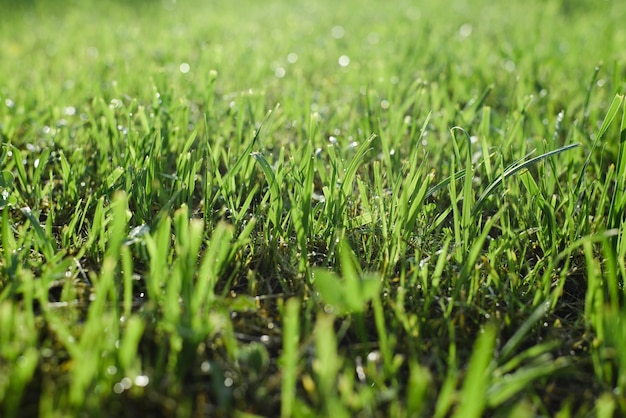 Premium Photo | Bright saturated green grass, wet lawn in late weather ...