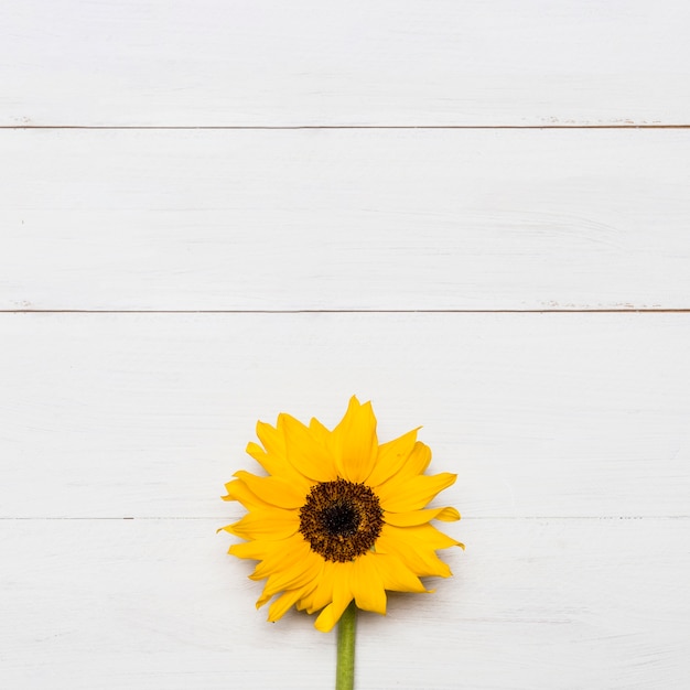 Download Premium Photo Bright Sunflower With Large Yellow Lush Head PSD Mockup Templates