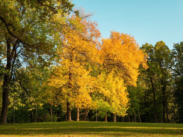 Premium Photo | Bright sunny autumn landscape with a large yellow trees ...