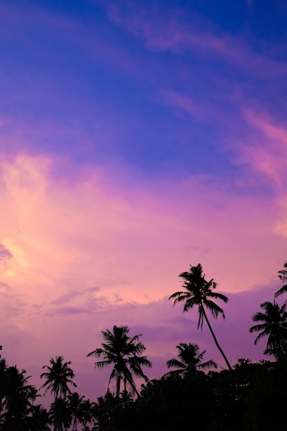 Premium Photo Bright Sunset Sky In The Tropics Silhouettes Of Palm Trees Against A Pink Purple Sky