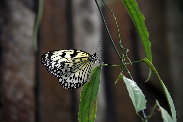 Free Photo | Bright transparent butterfly