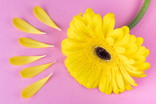 Bright Yellow Gerbera On A Pastel Pink Background Around The