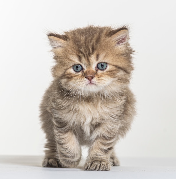 Premium Photo | British longhair kitten on a white paper background