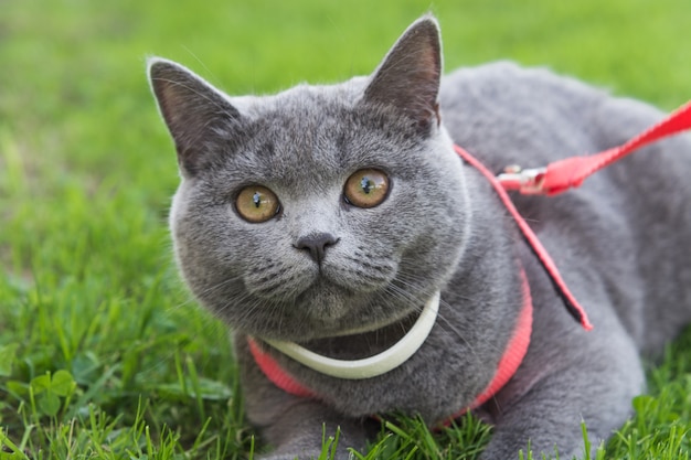 british shorthair outdoor cat