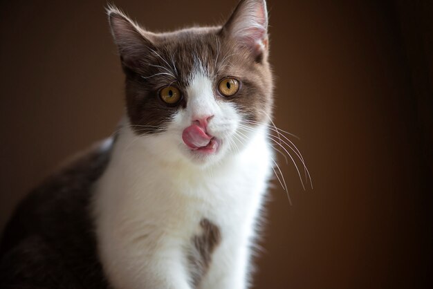 茶色の壁に分離された舌で舐めている明るい黄色の目を持つイギリスの短い髪の猫 プレミアム写真