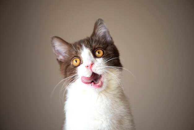 灰色の壁に分離された舌で舐めている明るい黄色の目を持つイギリスの短い髪の猫 プレミアム写真