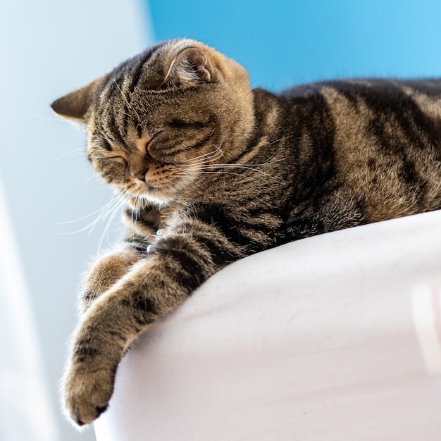 The British Shorthair Cat Cute Happy To Play Pet Animal Relax