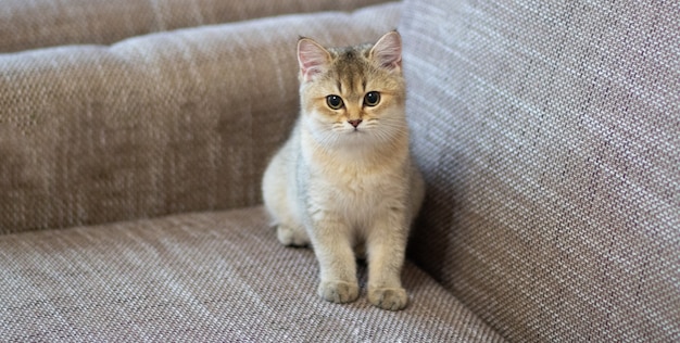 Premium Photo | British shorthair cat golden chinchilla