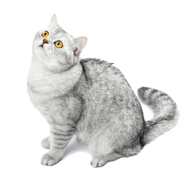 Британская Короткошерстная Кошка Фото Серая