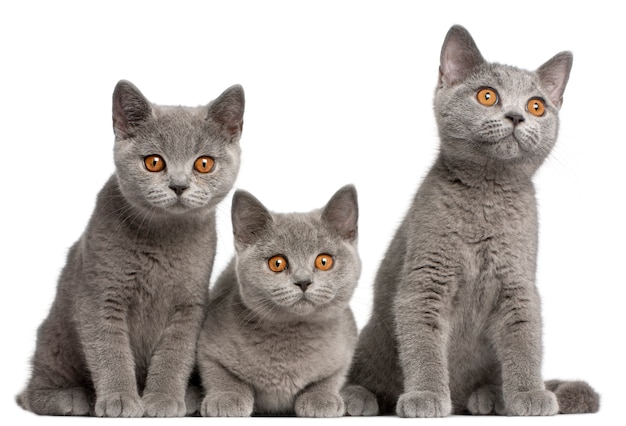 british shorthair kitten 6 months