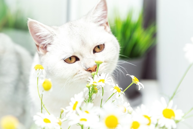 Premium Photo | British shorthair silver cat with a bouquet of ...