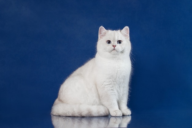 プレミアム写真 マジックブルーの目 イギリスの子猫の上に座ってイギリスの白いショートヘアの若い猫
