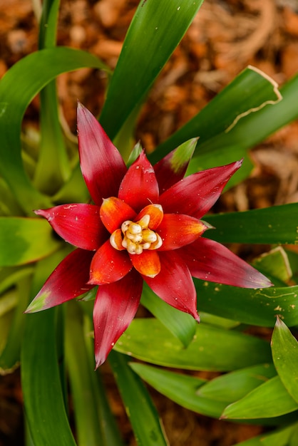 庭のアナナスの花の植物 プレミアム写真