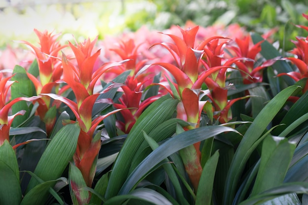 Premium Photo | Bromeliad