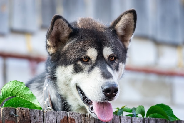 青い目をした陰気なハスキー犬は 暗い夜の街で木製のフェンスを見ています 肖像画シベリアンハスキー プレミアム写真