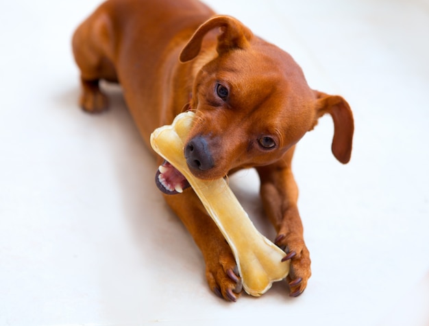 Browin mini pinscher dog eating a bone Premium Photo