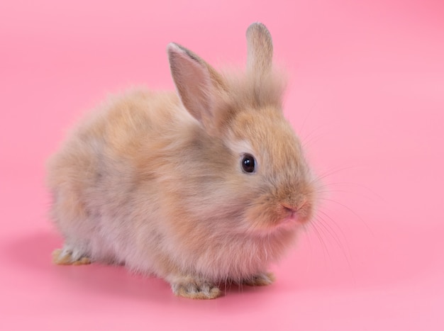 プレミアム写真 ピンクの背景に茶色のかわいい赤ちゃんウサギ かわいい赤ちゃんうさぎ