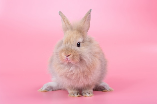 ピンクの背景に茶色のかわいい赤ちゃんウサギ かわいい赤ちゃんうさぎ プレミアム写真