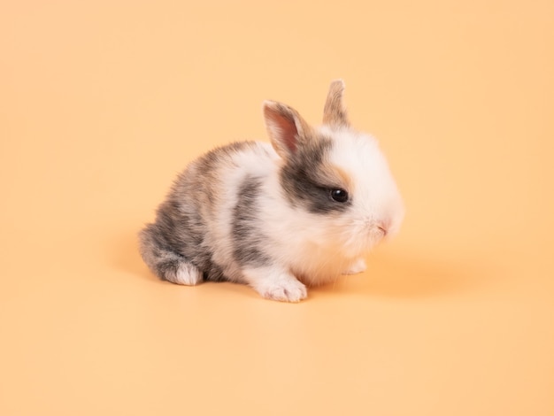 黄色の茶色の愛らしい赤ちゃんウサギ かわいいうさぎの赤ちゃん プレミアム写真