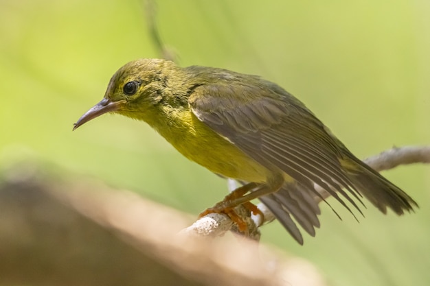 木の枝に茶色と緑の鳥 無料の写真