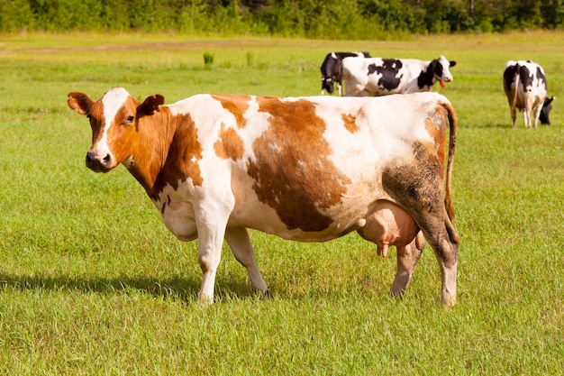 緑の芝生に茶色と白の牛 プレミアム写真