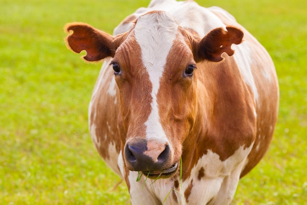 プレミアム写真 緑の芝生に茶色と白の牛