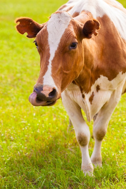 緑の芝生に茶色と白の牛 プレミアム写真