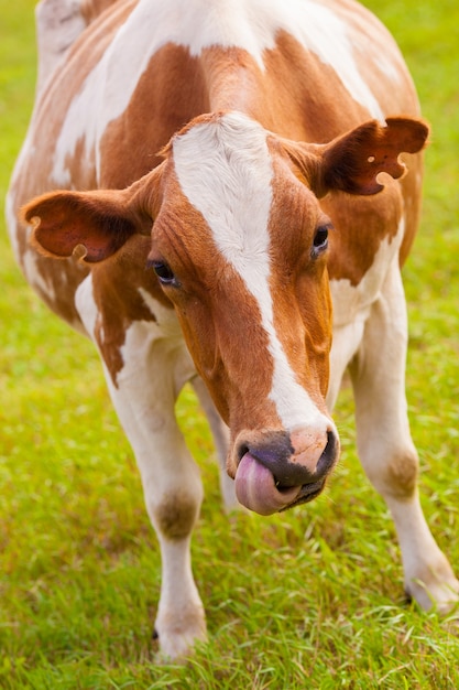 коровы едят коноплю