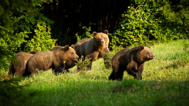 Premium Photo | Brown bear family with young cubs approaching in spring