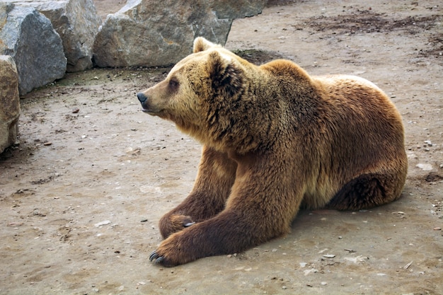 Premium Photo | Brown bear with down syndrome in the forest