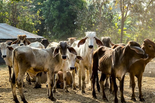 Premium Photo | Brown beef cow in a livestock stall countries in asia