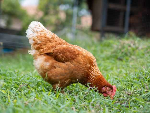 草の床に食べ物を食べる茶色の鶏 プレミアム写真