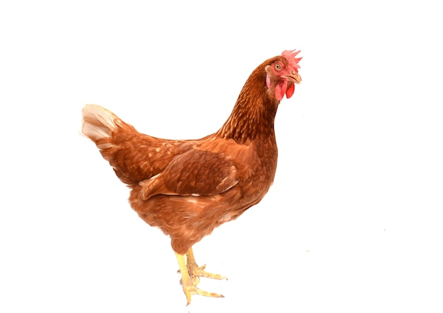 Premium Photo | Brown chicken, hen standing i