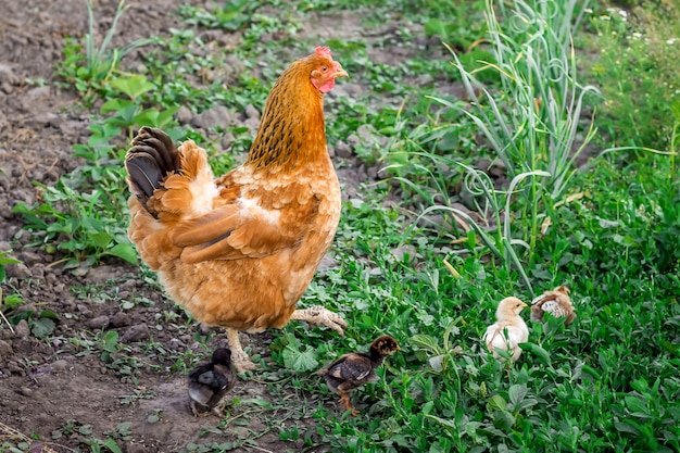 庭で食べ物を探している小さな新生児鶏と茶色の鶏 鶏は鶏を大事にする プレミアム写真