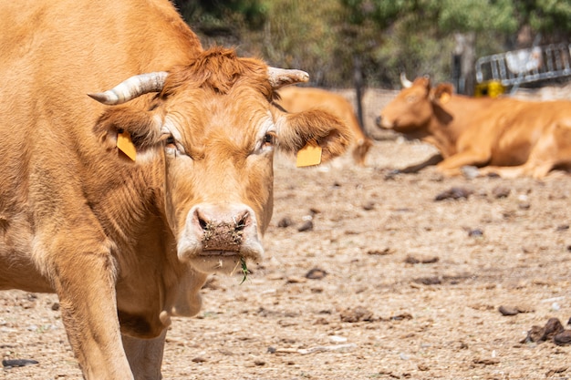 Premium Photo Brown Cow Looking Angry