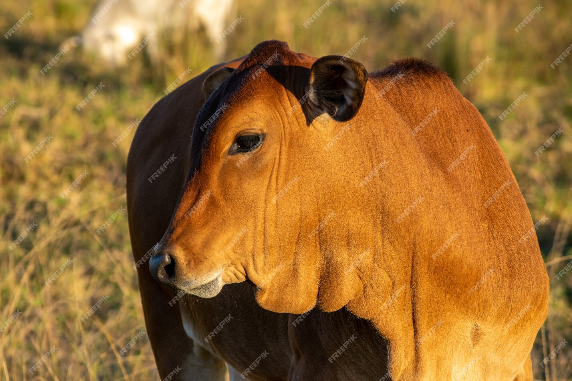 premium-photo-brown-cow-in-the-pasture