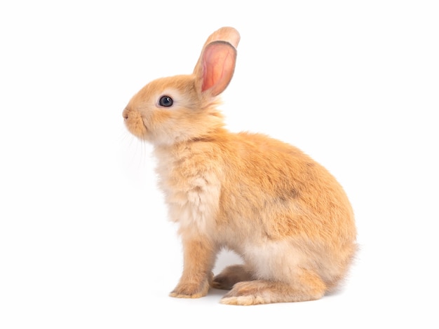 Premium Photo | Brown cute baby rabbit isolated side view of lovely ...