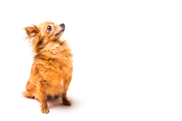 茶色のかわいい犬は 白い背景 プレミアム写真