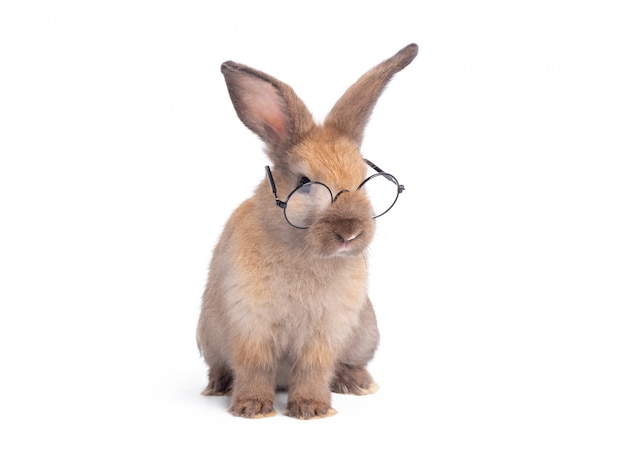 bunny with glasses pillow