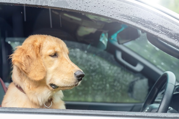 雨の日に車に座っている茶色の犬 ゴールデンレトリバー 動物の概念と一緒に旅行 プレミアム写真