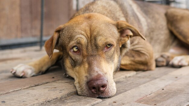 Premium Photo | Brown dog sitting on a balcony waiting for his boss.