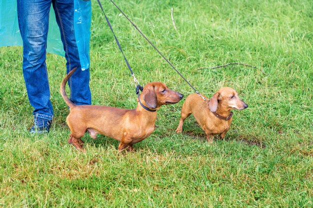 Brown dogs dachshund walking in the park Premium Photo