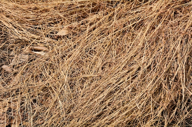 Brown dry grass texture - background | Premium Photo