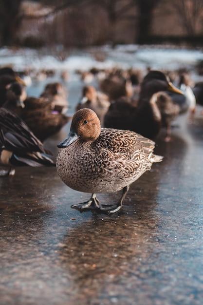 Free Photo | Brown ducks group in a park