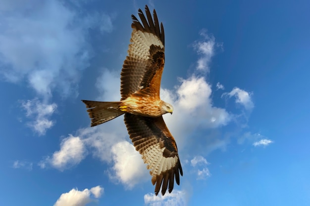 Premium Photo | Brown eagle flying in the blue sky with white clouds