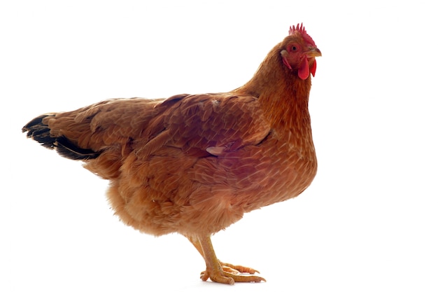 Brown hen | Premium Photo