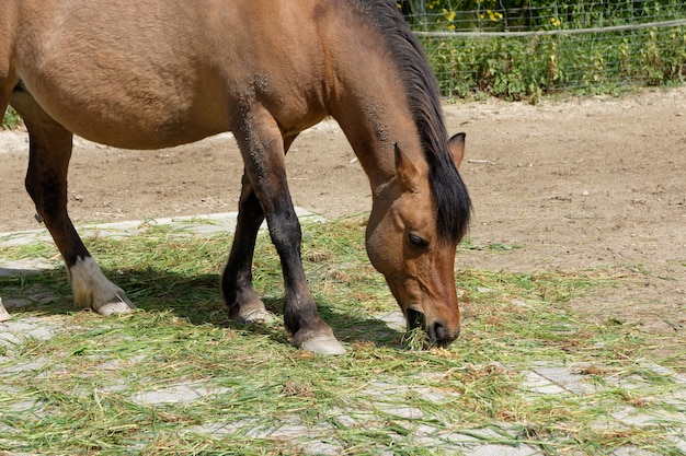 農場の牧草地で放牧している茶色の馬 無料の写真