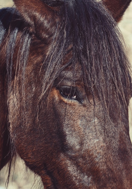 Premium Photo | Brown horse portrait