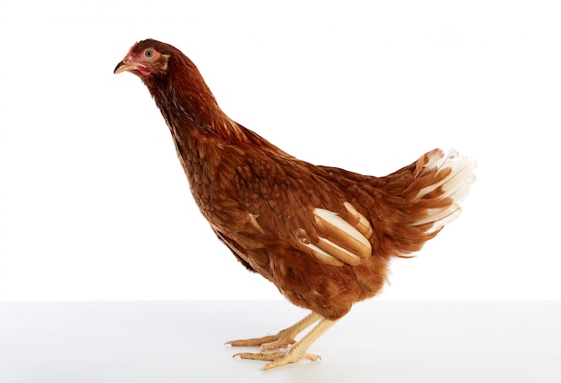 Premium Photo | Brown hybrid hen isolated on white