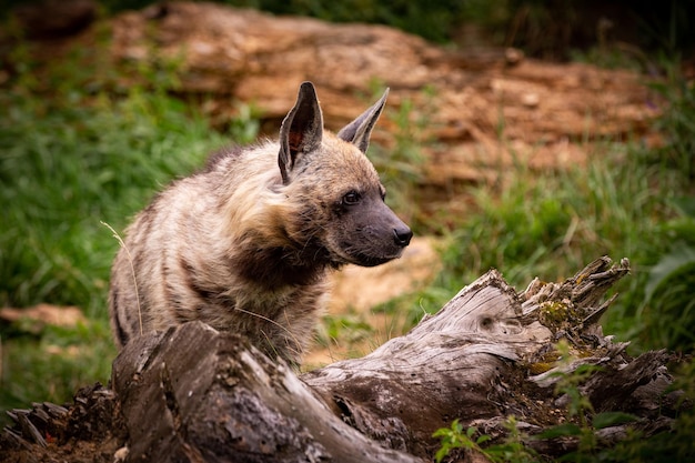 Free Photo | Brown hyena walking in the nature looking habitat in zoo ...